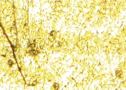 product_gx53_observation_13_rev.jpg